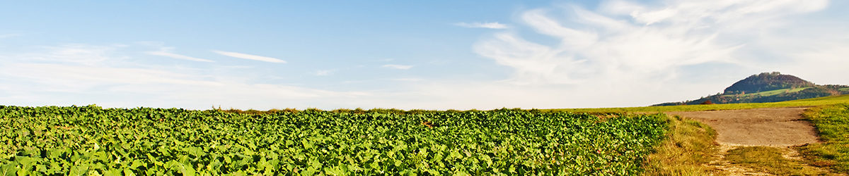 field with green manure